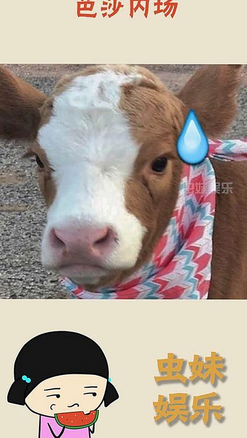 如何方便获取樱花视频最新版下载：最新资源汇总与安全指南