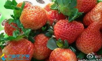 黑料吃瓜网官方版正版下载：深入了解圈中最新动态与隐藏秘密