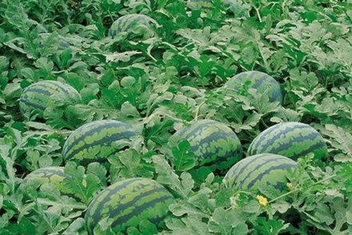 最新动态：91🍆🍑🔞❌❌❌一起草wwwcom91安装包下载现已正式上线
