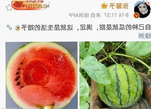 全面解析91免费版官方版：汕头市用户的新选择