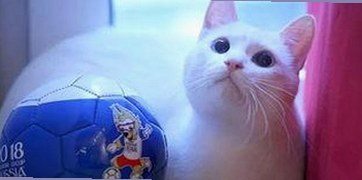 揭开小🐔🐔伸进🈲🔞🔞官方版免费版的背后玄机