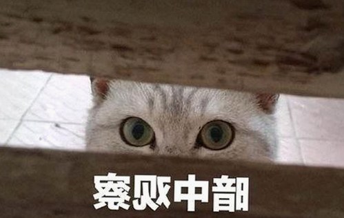 揭秘娱乐圈：明星们如何利用啪啪视频免费版下载获取最新资源